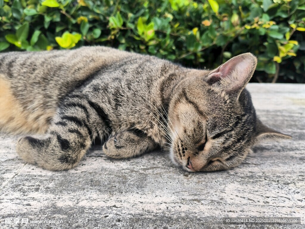 酣睡的条纹猫咪