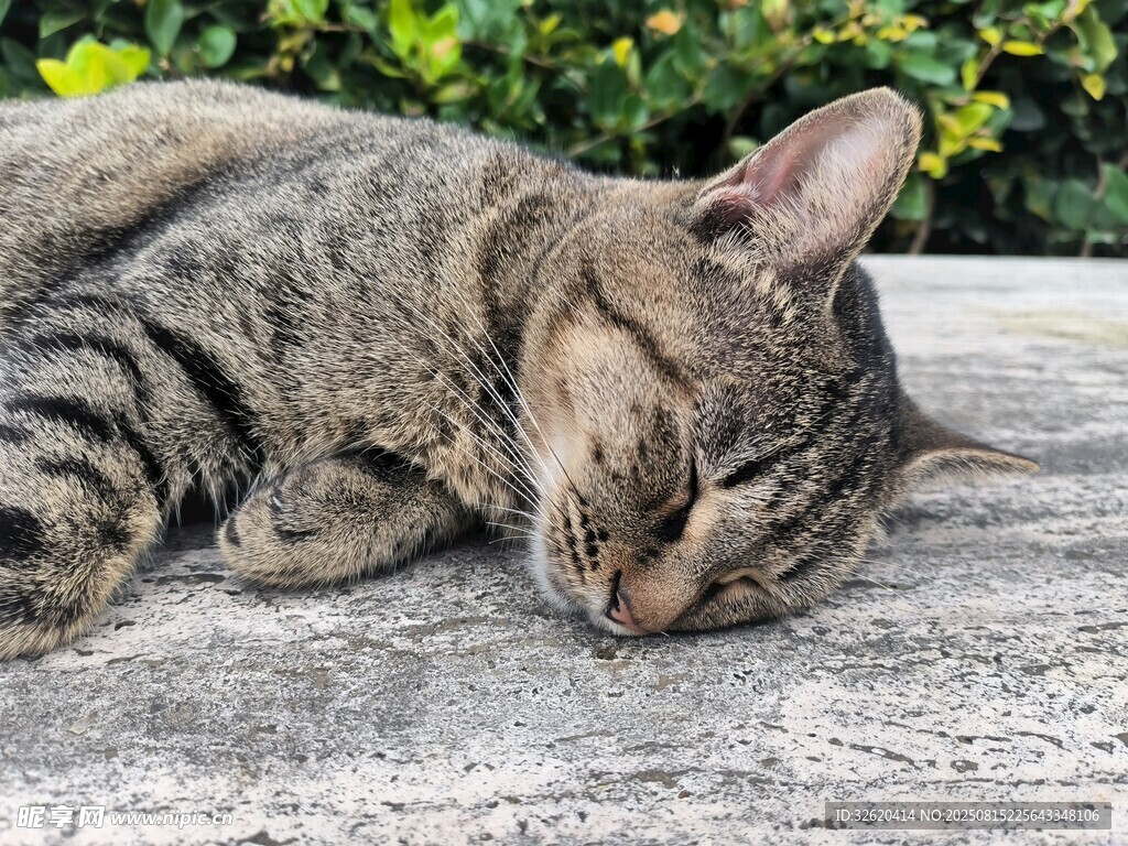 酣睡的条纹猫咪