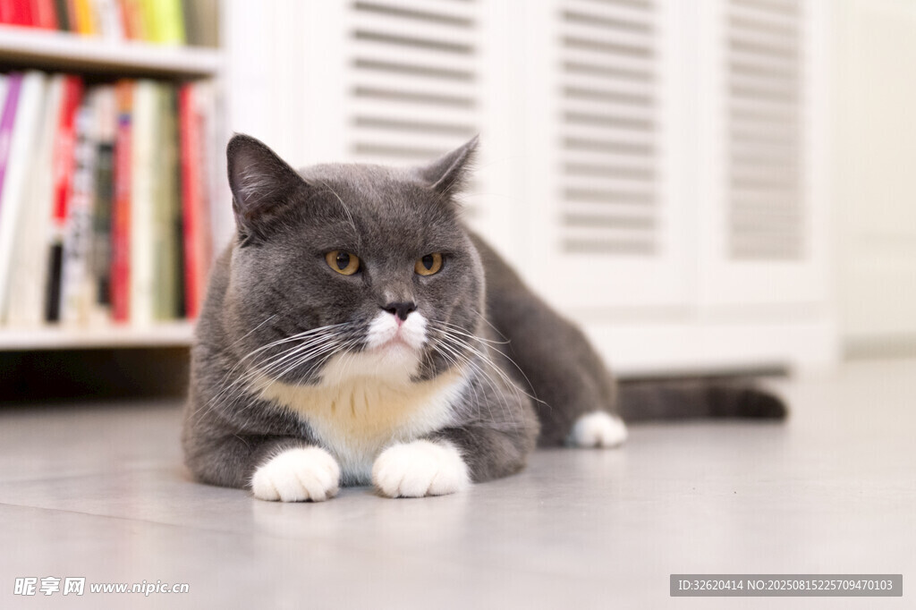灰毛猫咪惬意趴于室内
