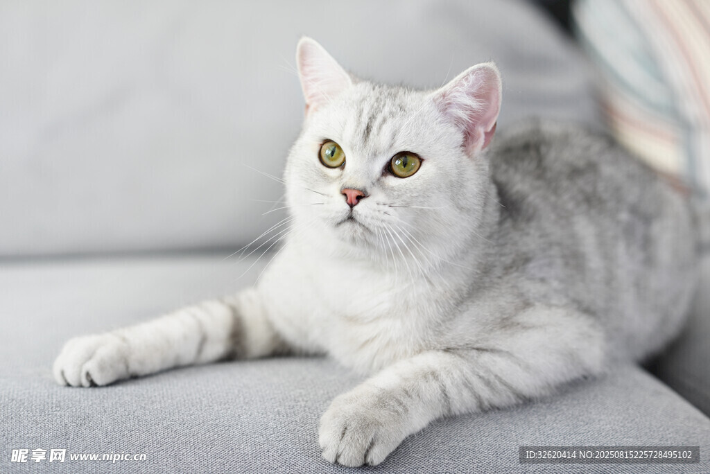 银渐层猫咪惬意躺沙发