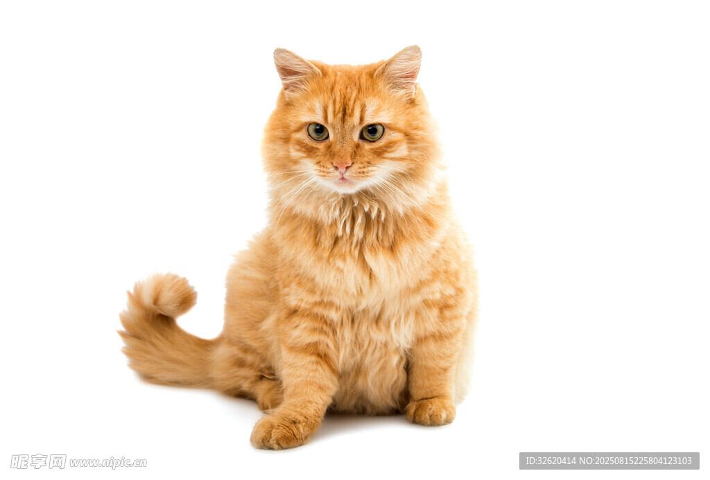 可爱橘猫端坐