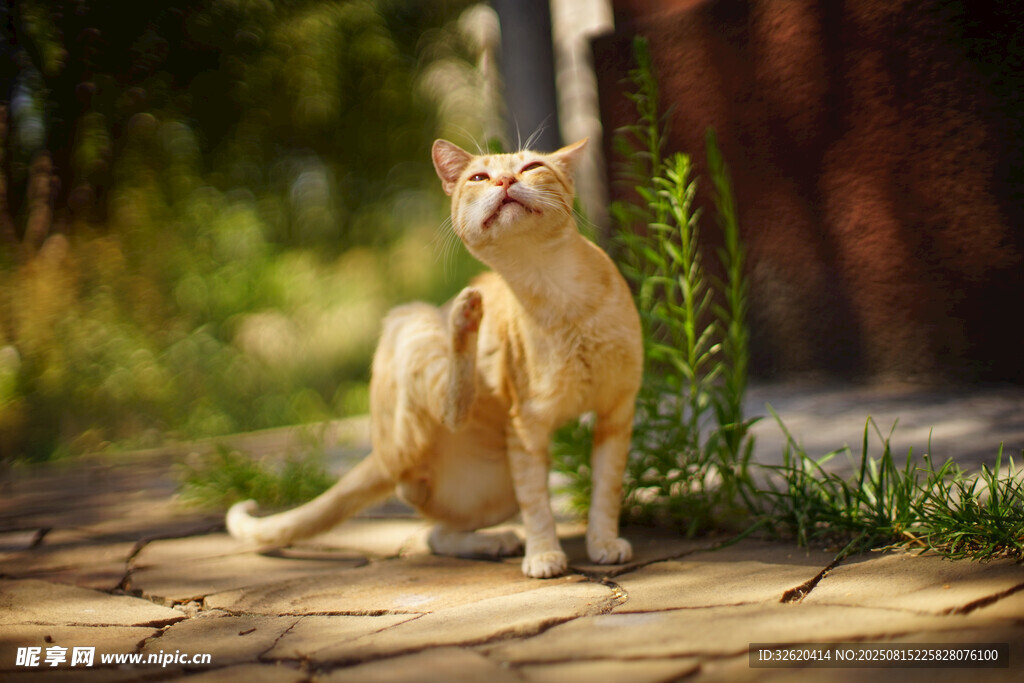 无毛猫悠闲坐于户外