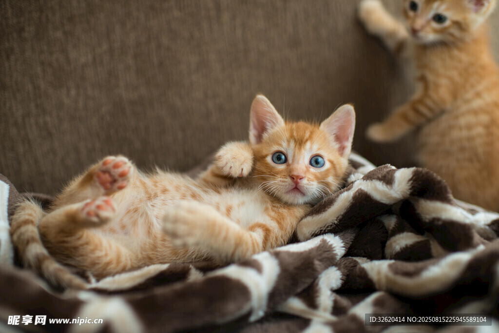 可爱小猫躺卧在花纹毯子上