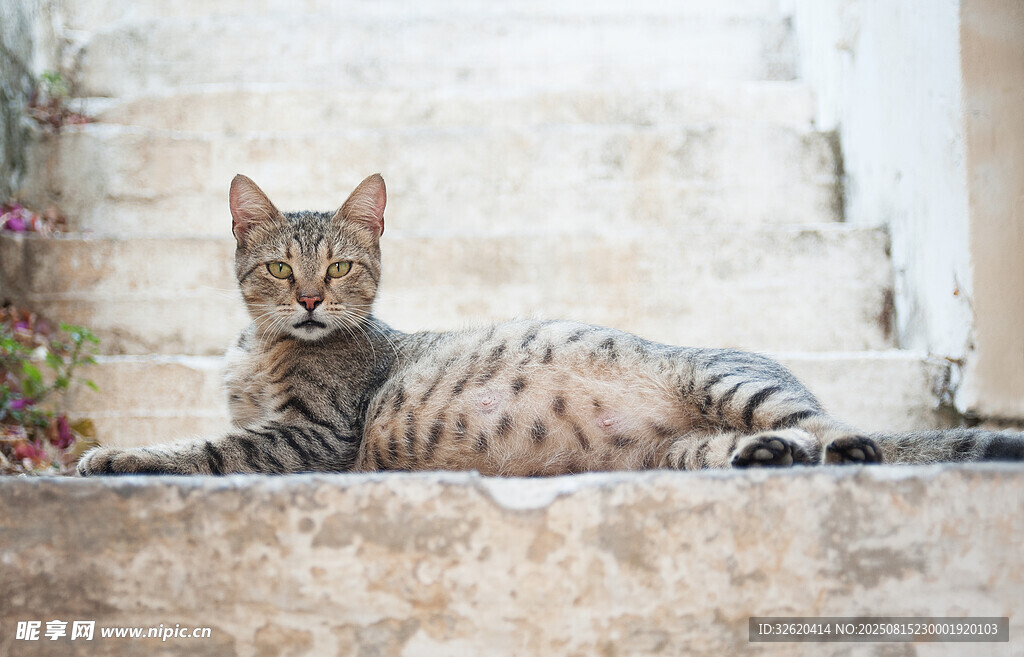 窗边休憩的花纹猫咪