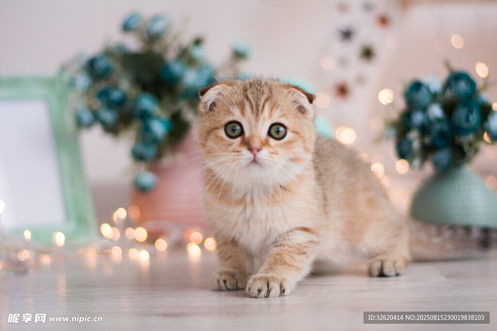 可爱小猫咪在温馨场景中