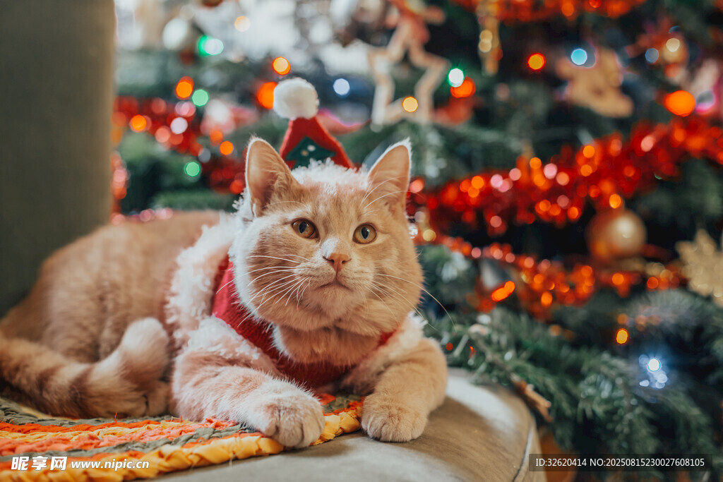 圣诞树下的可爱猫咪