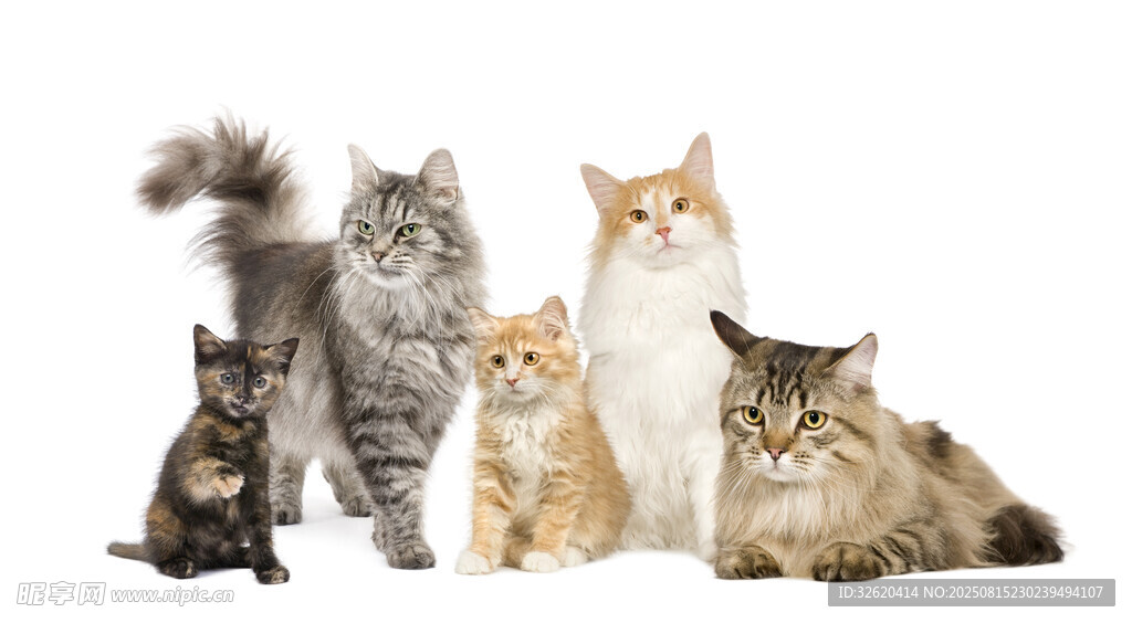 多样猫咪齐聚