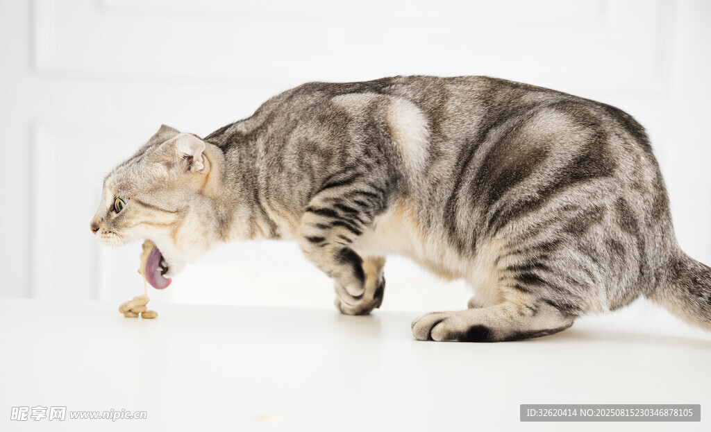猫咪龇牙作攻击姿态