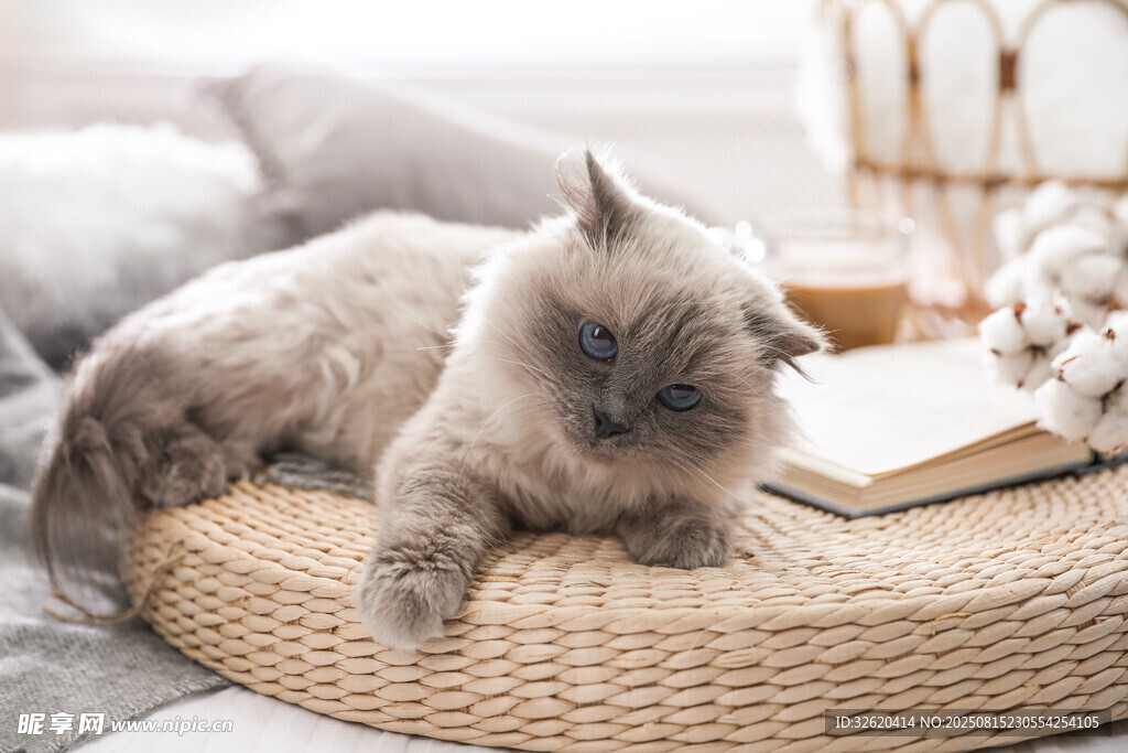 慵懒猫咪躺卧编织垫上