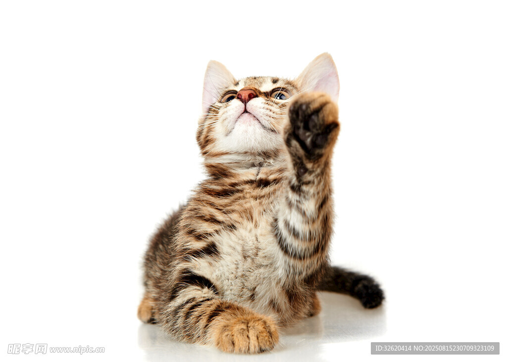 可爱斑纹猫抬头望上方