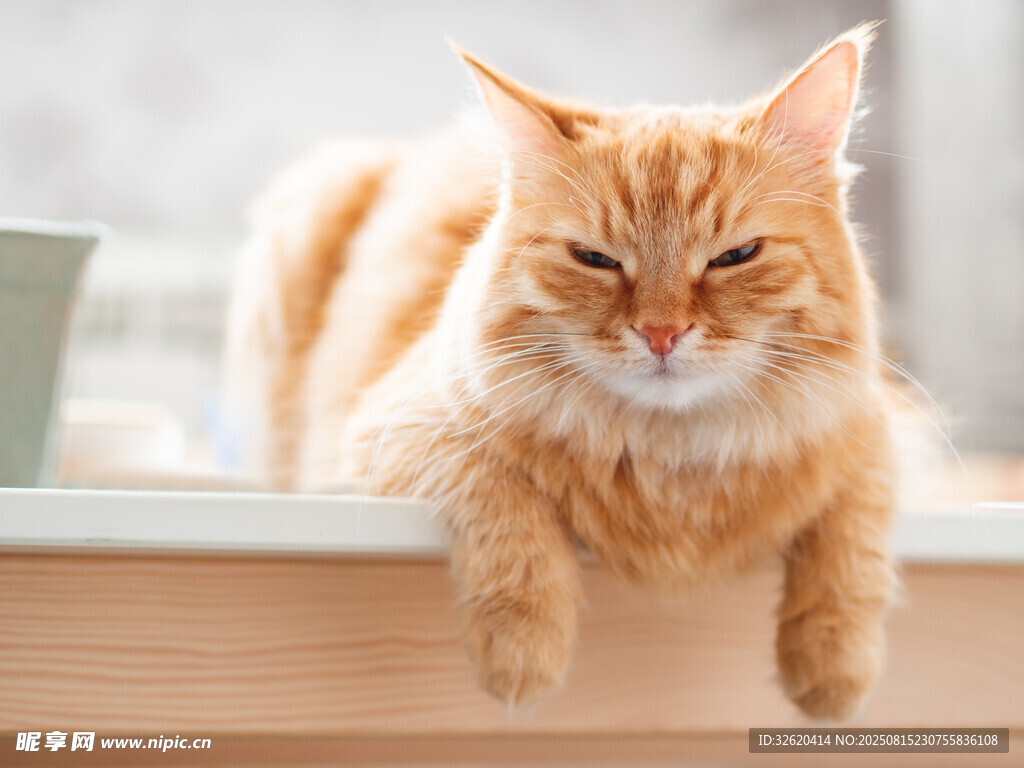 窗边惬意的长毛猫咪