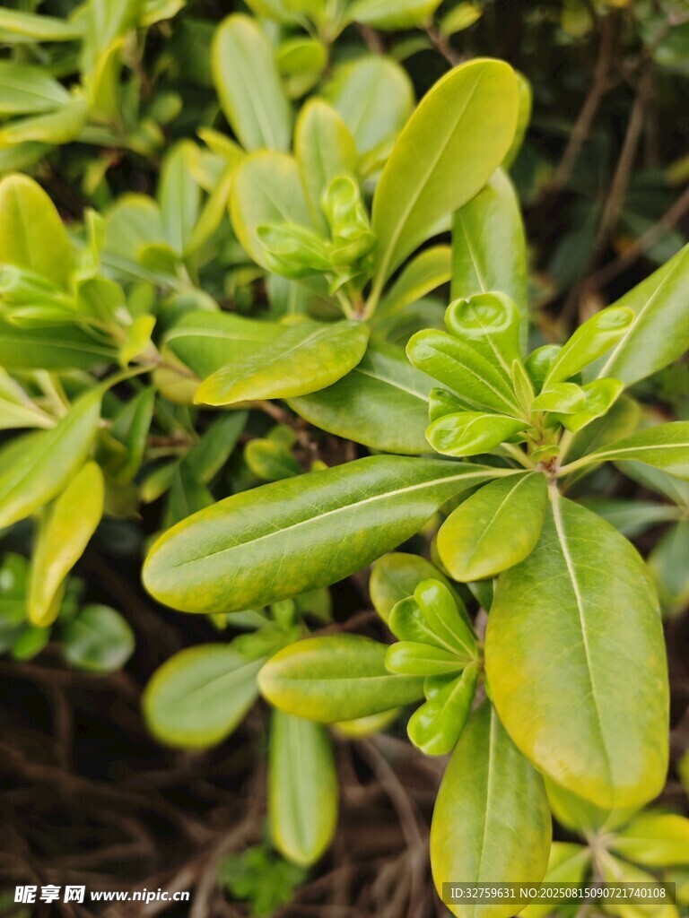 嫩绿叶片的生机植物