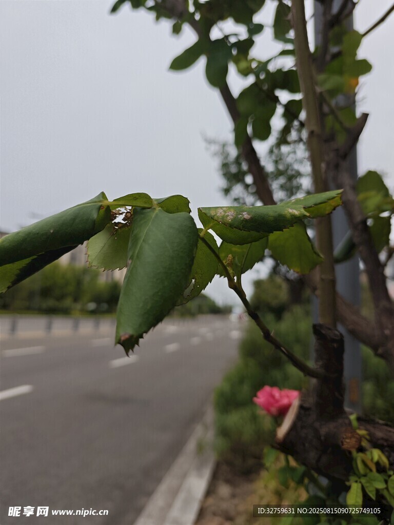 路边树上的绿色果实