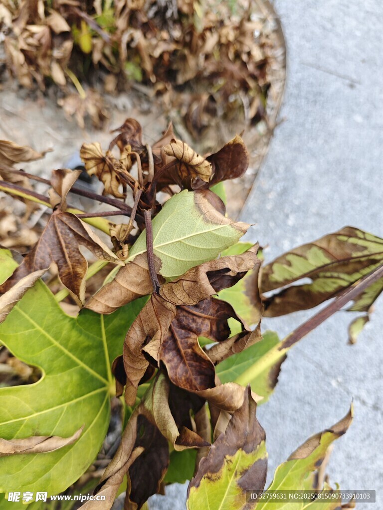 枯萎的植物叶片特写