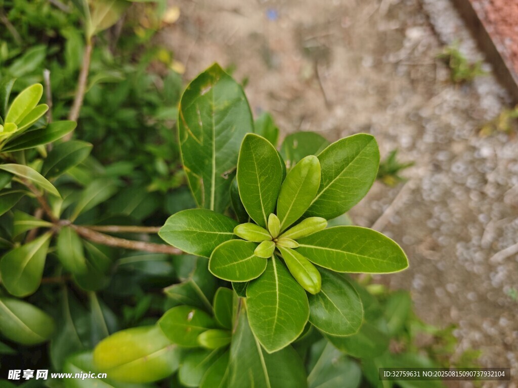 绿叶绽放的生机景象