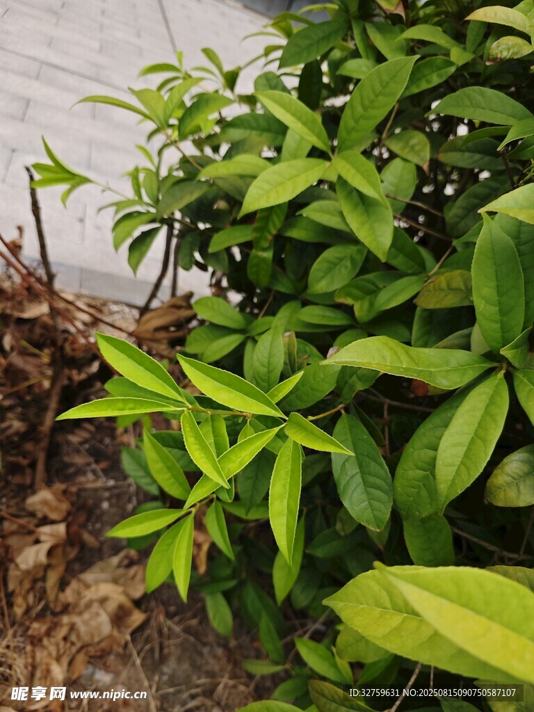绿叶植物特写