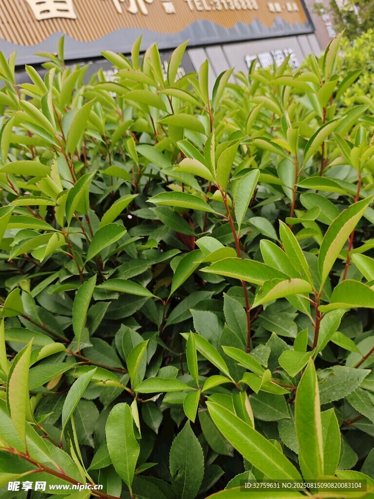 翠绿繁茂的绿植景观