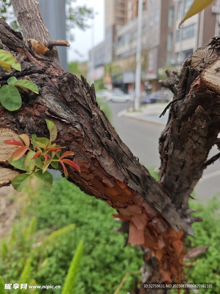 扭曲的树干与新生绿叶