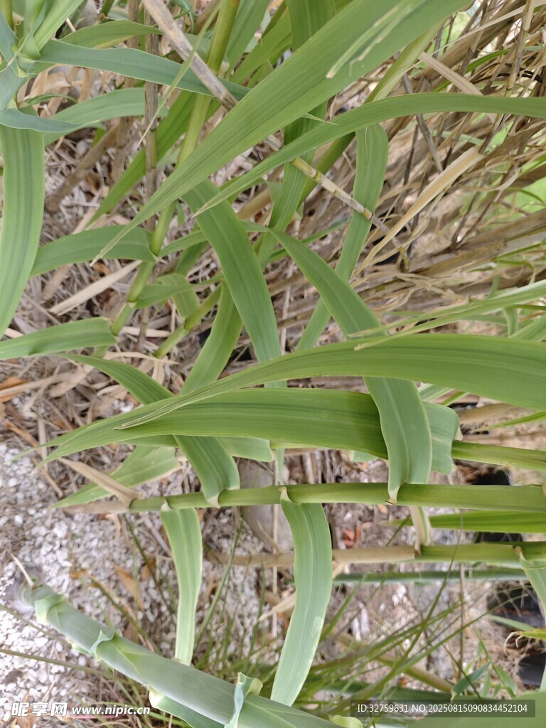 嫩绿野草特写