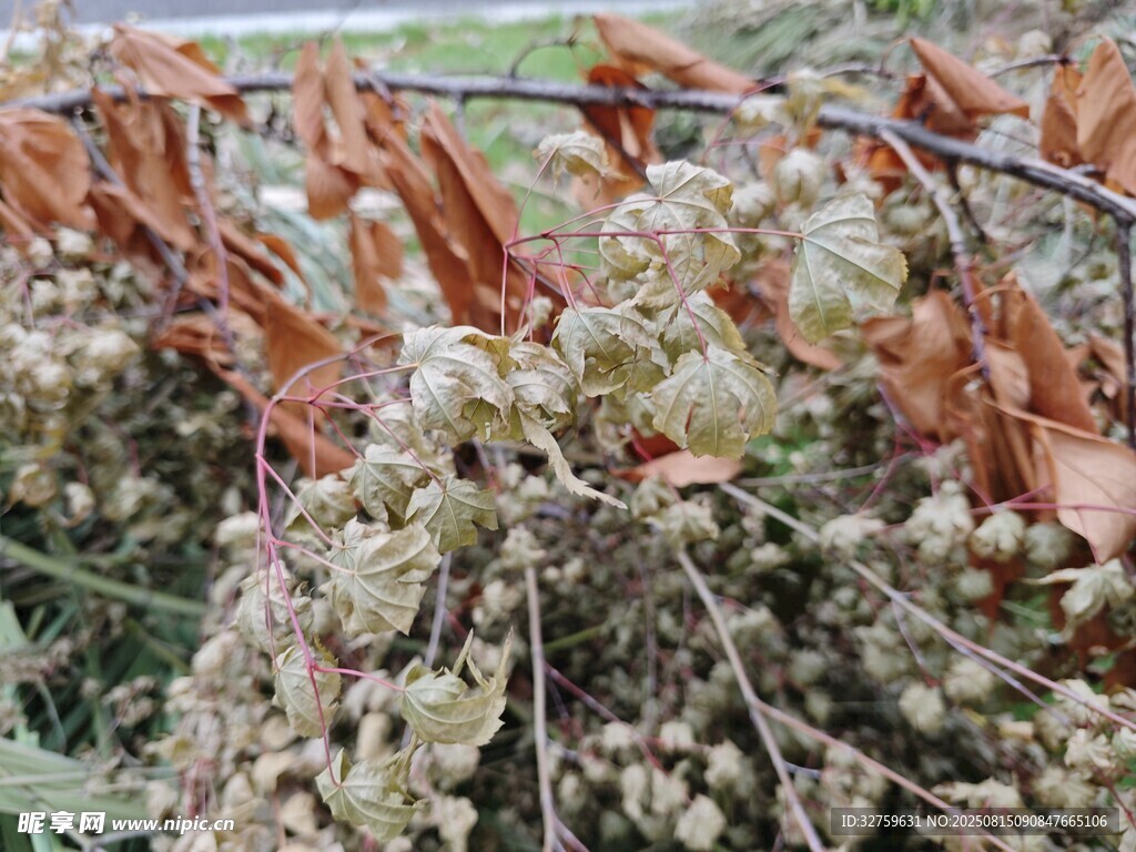 枯萎植物特写
