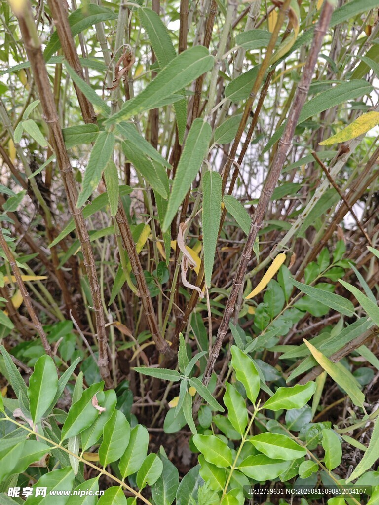 茂密丛生的绿色植物