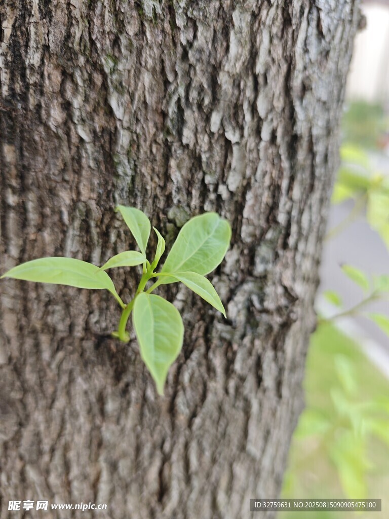 树干上的新生绿芽