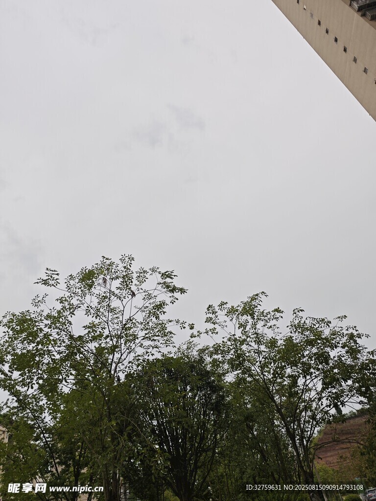 楼旁绿树与灰白天空