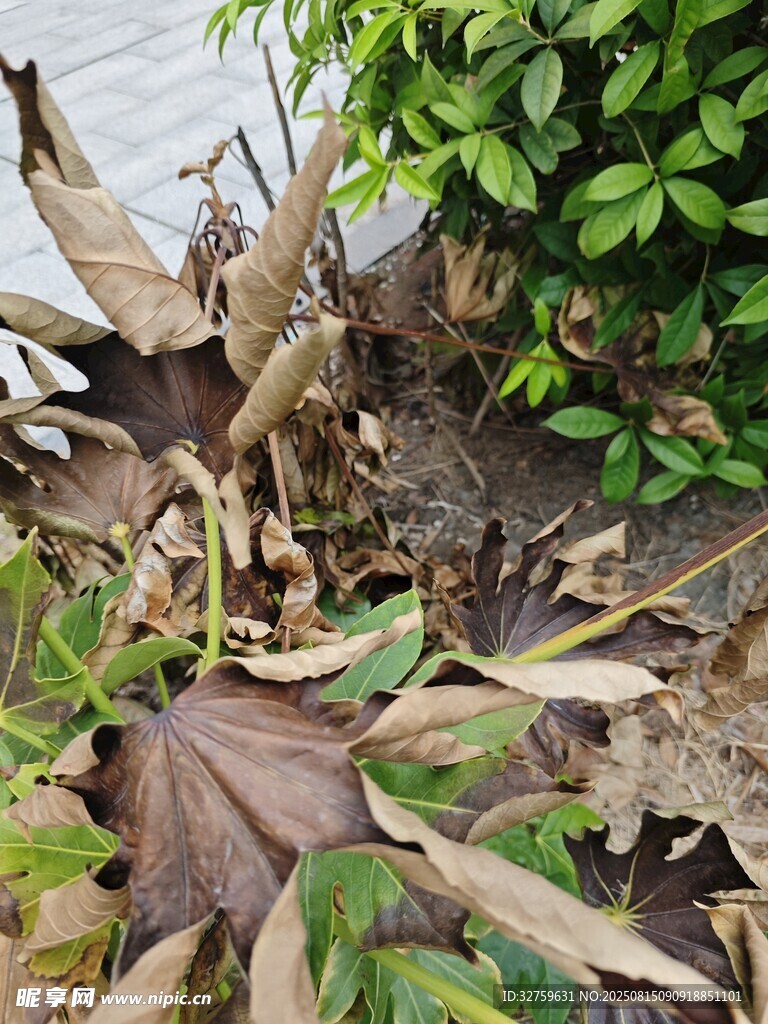 枯叶与绿植共生景象