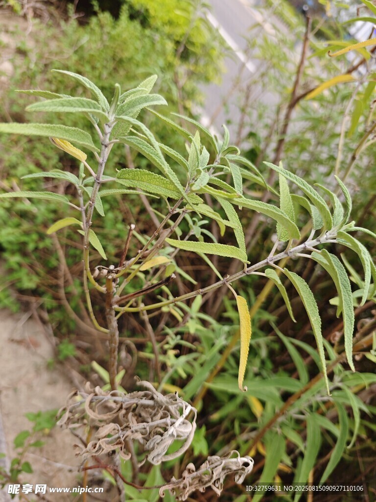 野外生长的多样植物