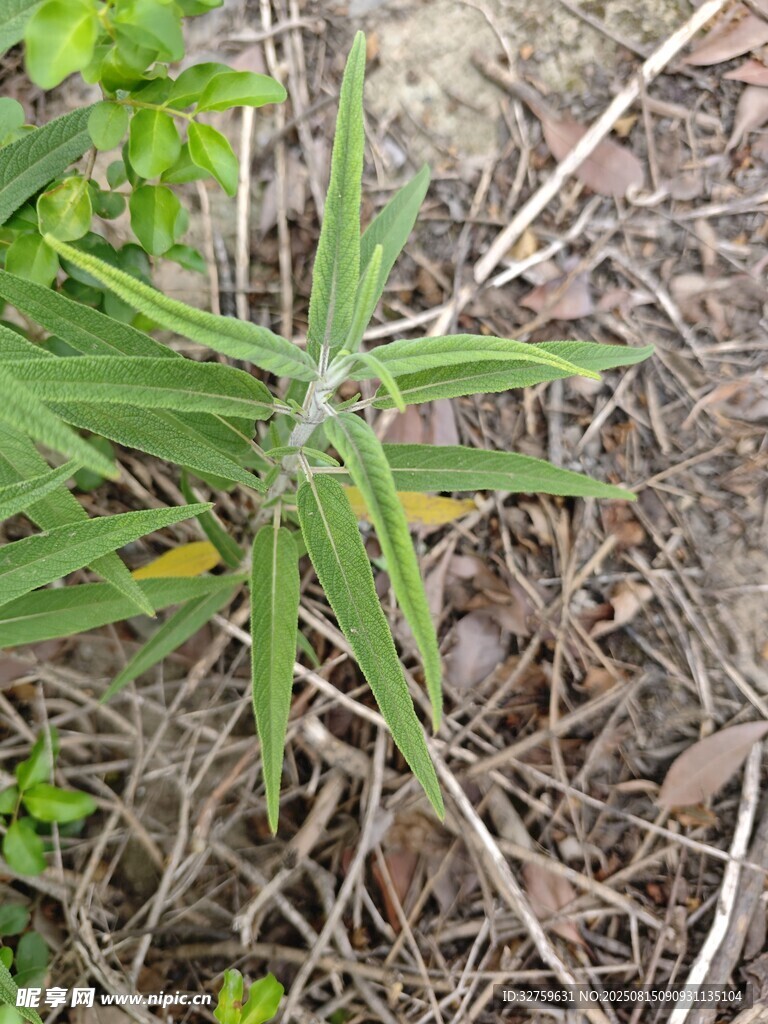 野外生长的绿色草本植物