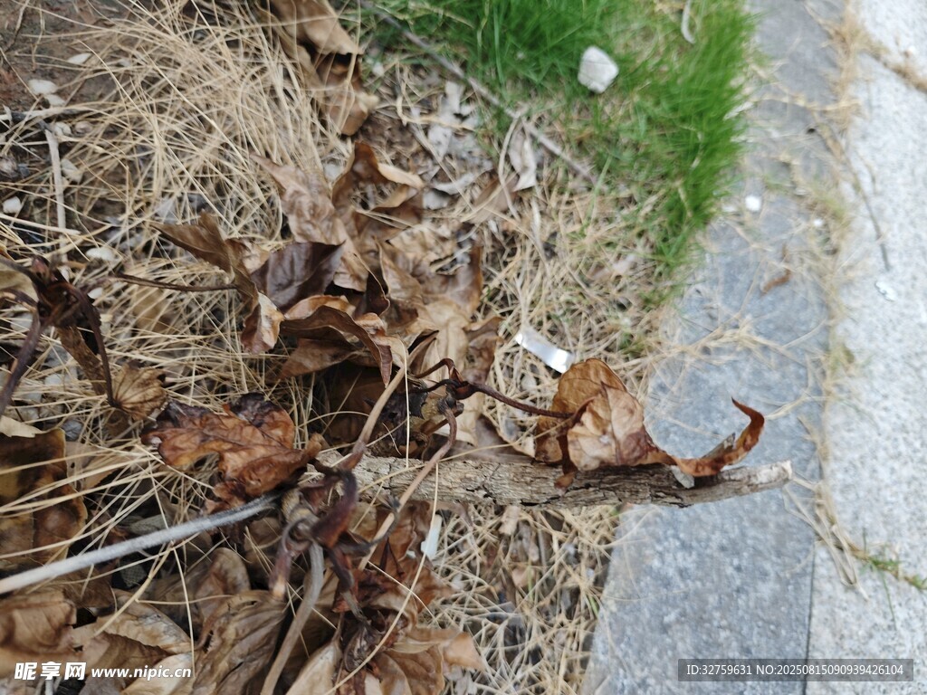 路边枯萎落叶