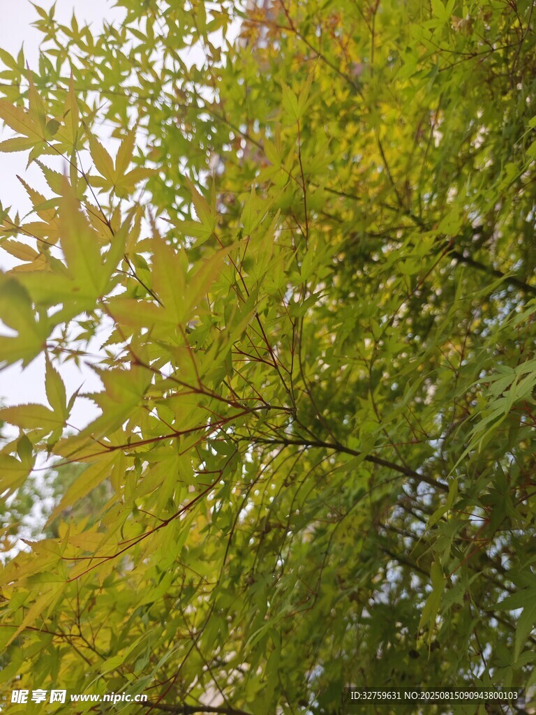 翠绿树叶展现自然生机