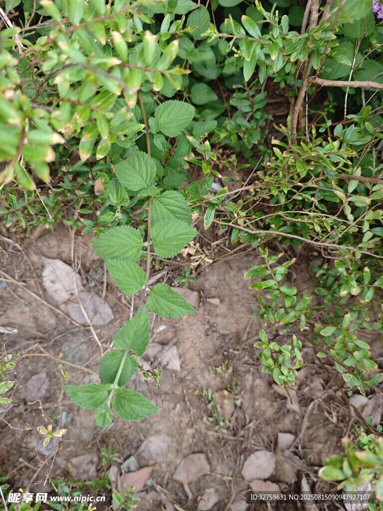 野外绿植与地面景象