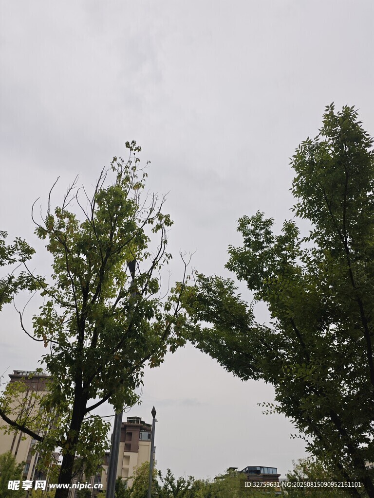 户外绿树与朦胧天空