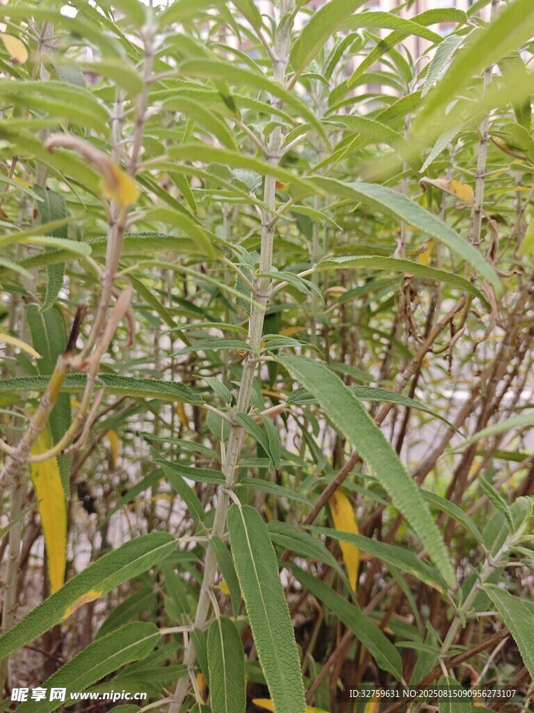 翠绿繁茂的竹林景象