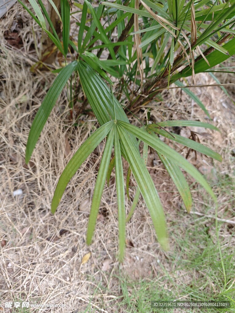地面生长的绿色掌状叶片