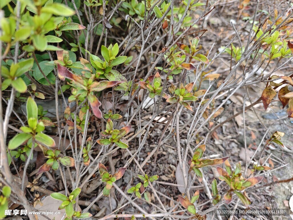 野外杂乱丛生的绿植景象