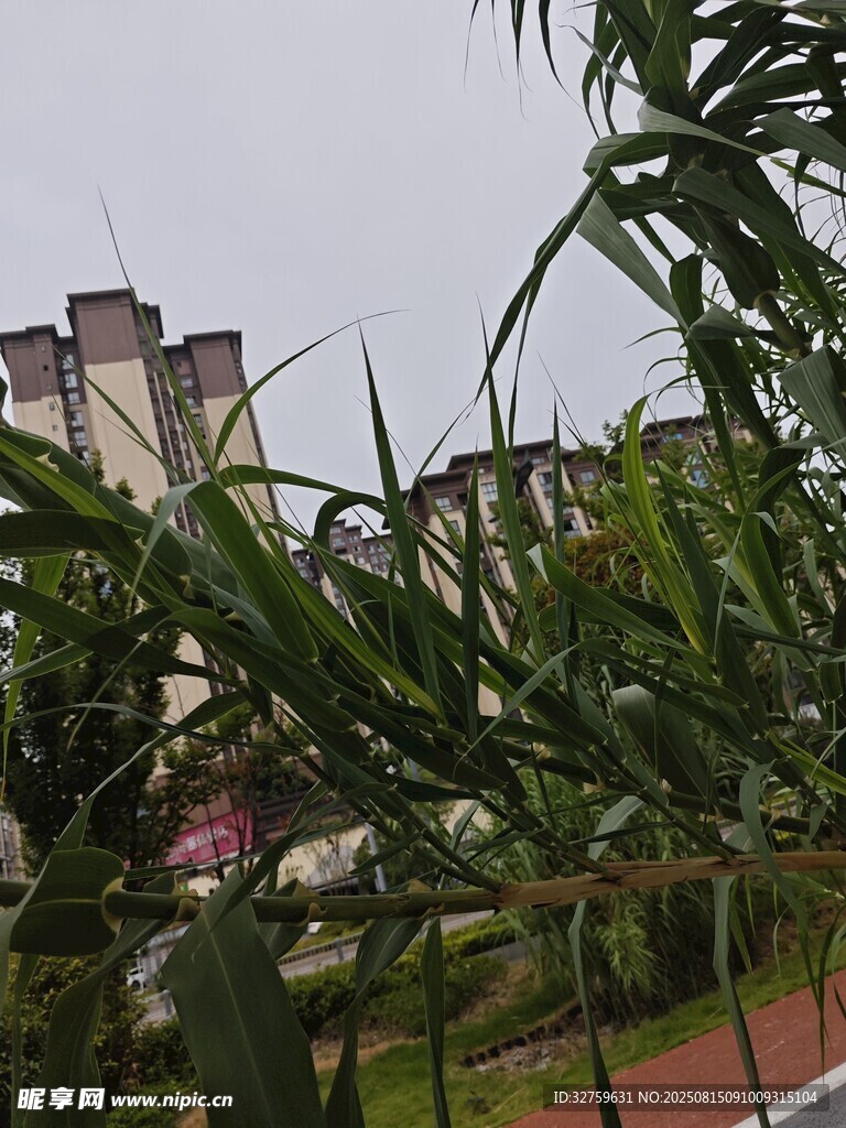透过绿植望远处楼房