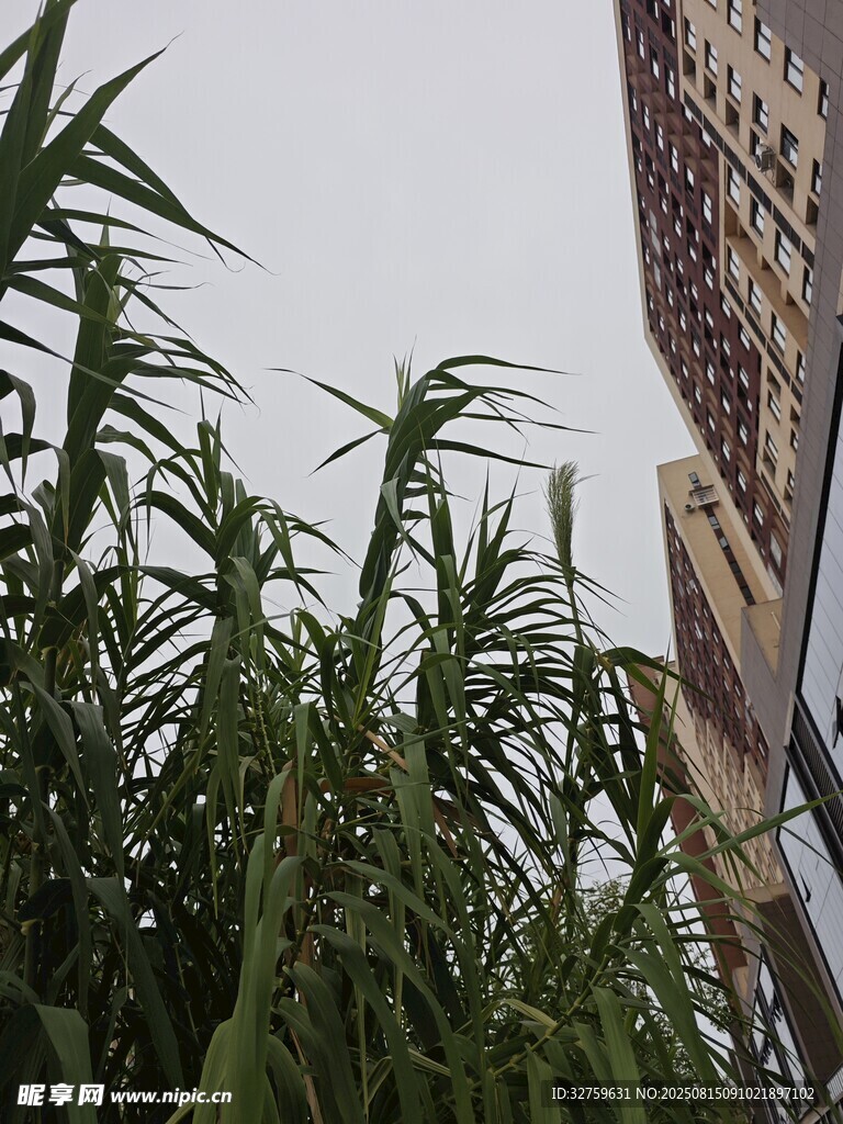 墙边生长的翠绿竹子