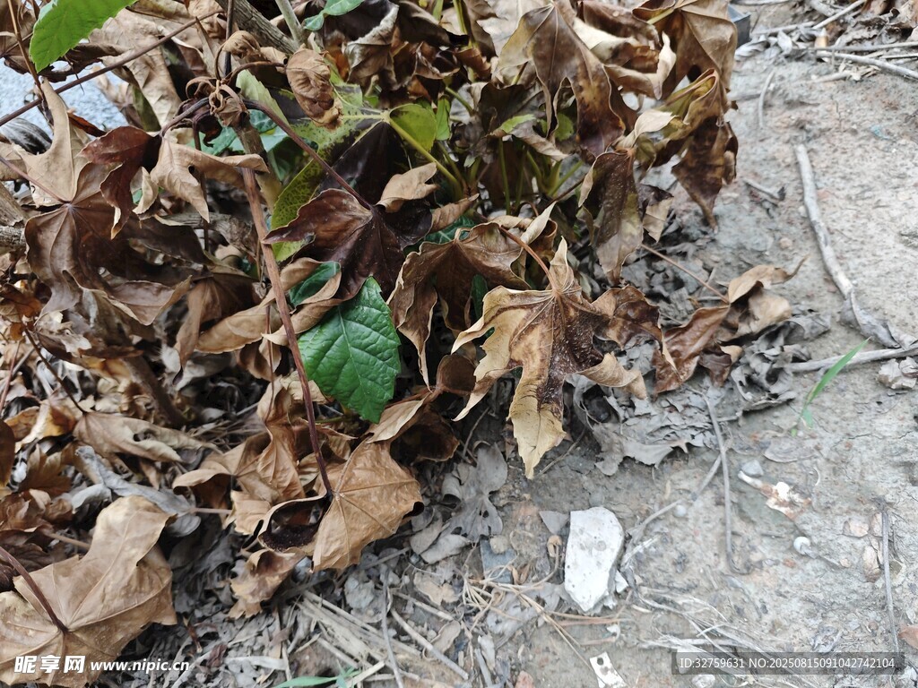 落叶中的绿植生机