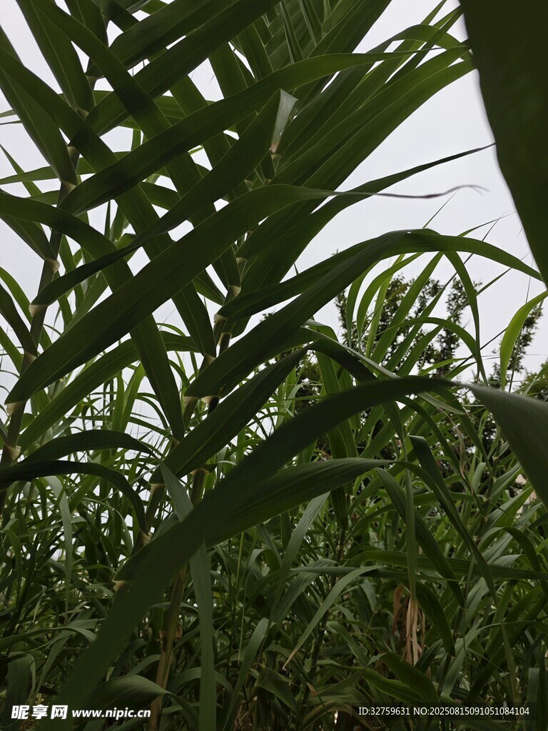 茂密的绿色植物