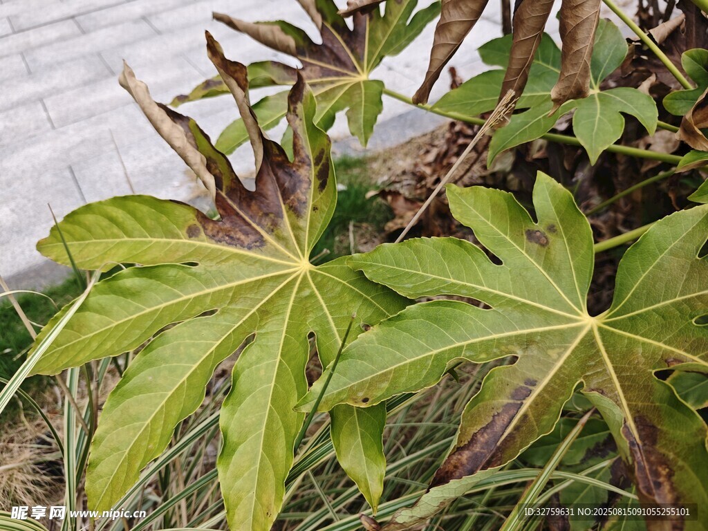 绿叶植物特写