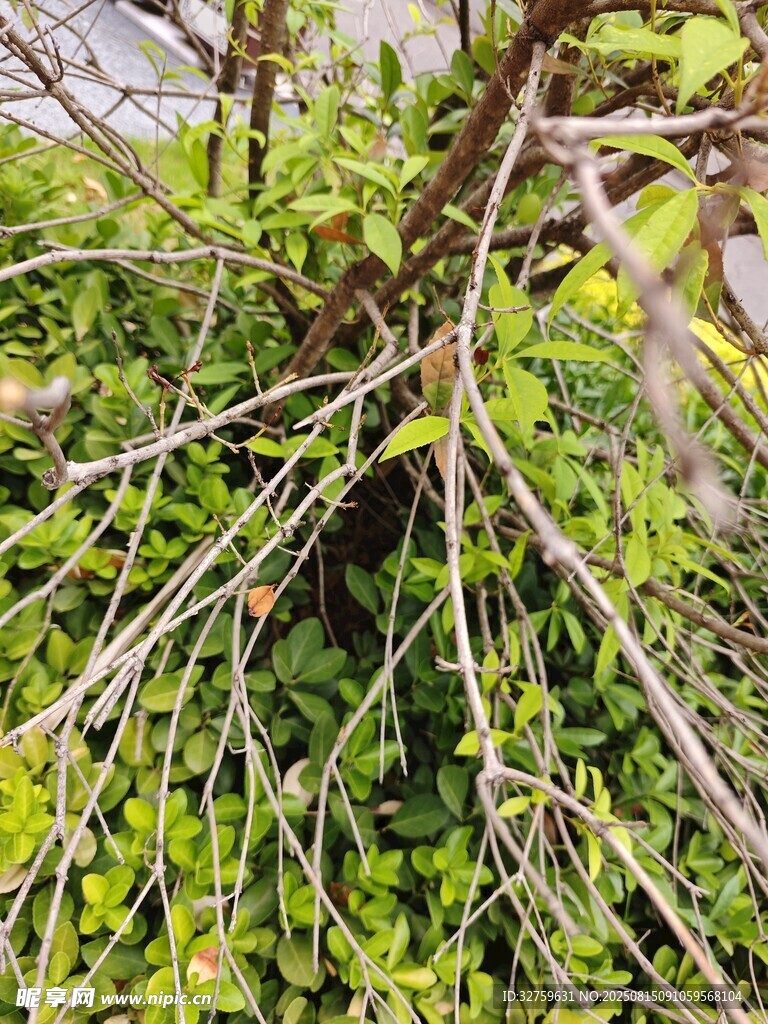 翠绿繁茂的植物枝叶