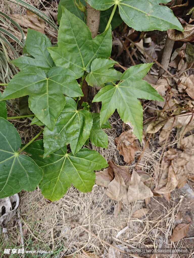 地面生长的绿色植物