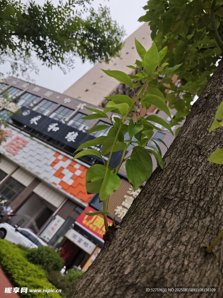 透过枝叶看街边店铺