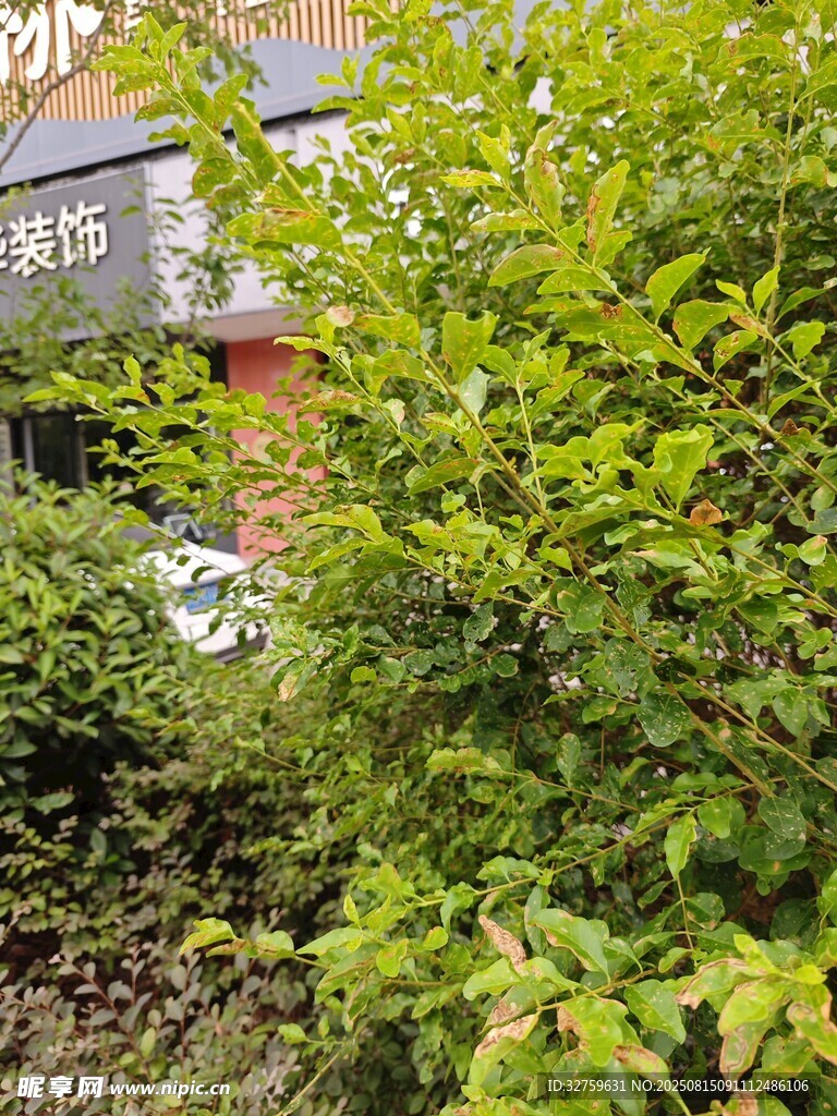 绿叶繁茂的户外植物景观