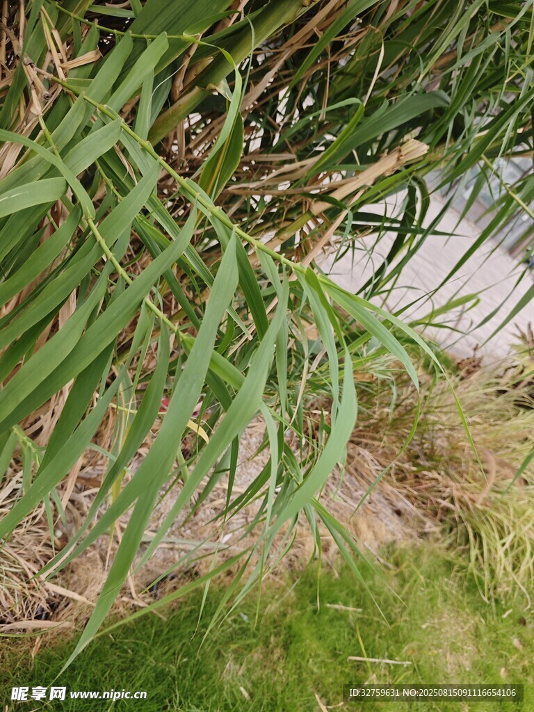 翠绿竹叶与草地景象