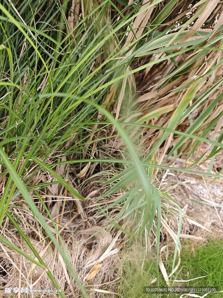 草丛中的绿色植物