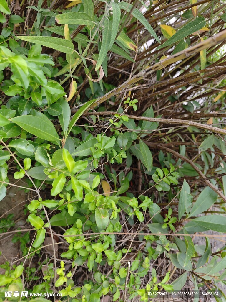 繁茂绿植 