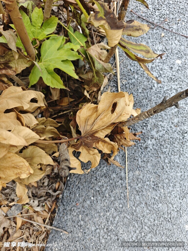 枯黄植物与灰色地面景象